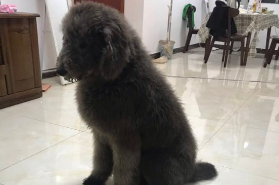 巨贵犬是怎么来的