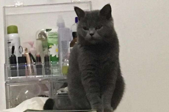 英短蓝猫记仇的表现