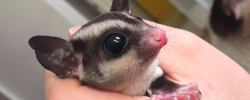 蜜袋鼯可以吃红薯么