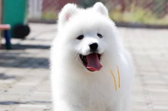 萨摩耶幼犬吃什么