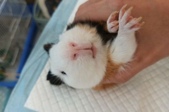 荷兰猪怎样培养感情