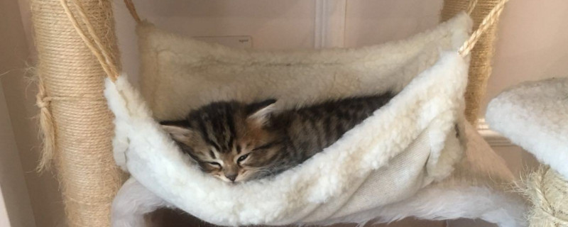 幼猫怎么鉴别公猫母猫