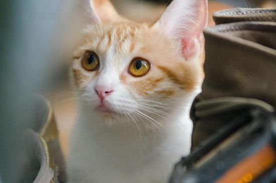 猫的胡须能起到什么作用