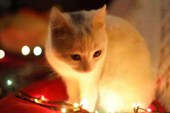 猫咪喜欢吃什么