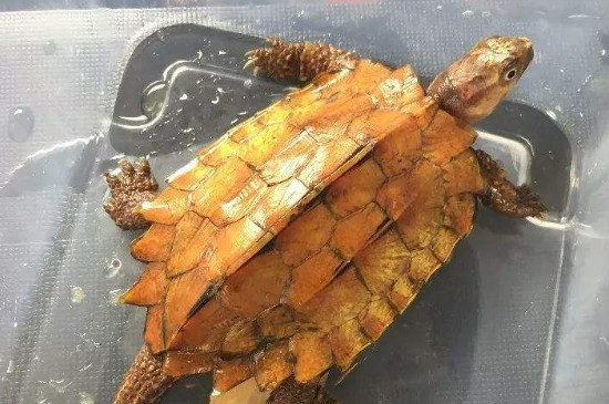 枫叶龟怎么养