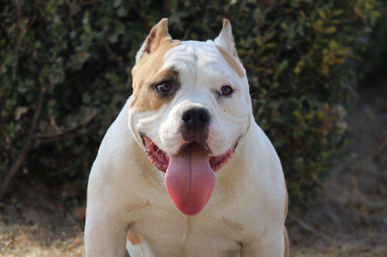 斯塔福犬和恶霸犬区别