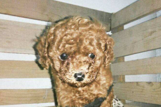 狗狗发烧症状