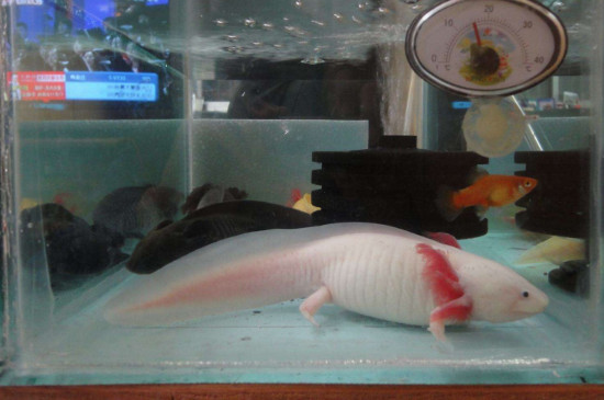 六角恐龙深水养会死吗