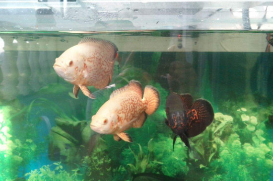 鱼有鼻子吗
