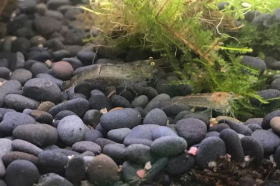 黑壳虾水温多少度合适