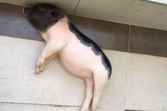 宠物猪养大了怎么办