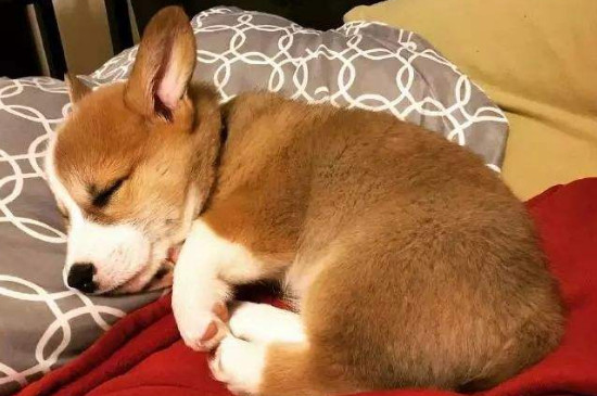 狗狗会做梦吗