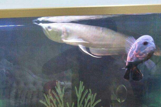 怎么判断热带鱼怀孕