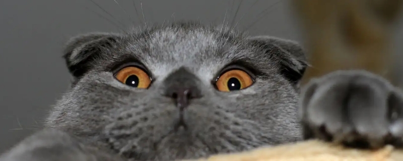 猫吃了老鼠药会自愈吗