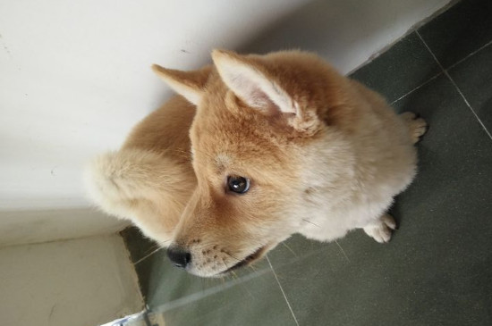 狗狗怀孕几个月生产
