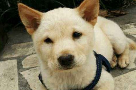 狗狗得犬瘟的症状，狗患犬瘟3种时期的症状和治疗方法
