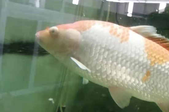 锦鲤缸适合放啥清洁鱼