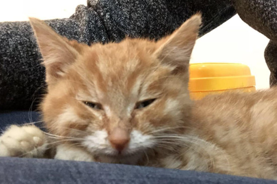 猫传腹是什么