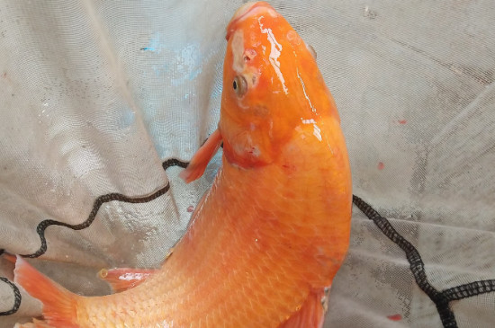 家里养红鲤鱼吃什么食物