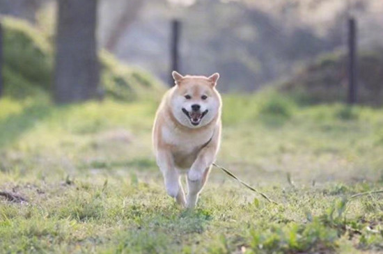 柴犬的缺点