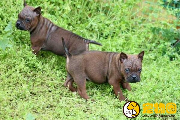 川东猎犬是世界稀有品种，仅中国特有的中型猛犬