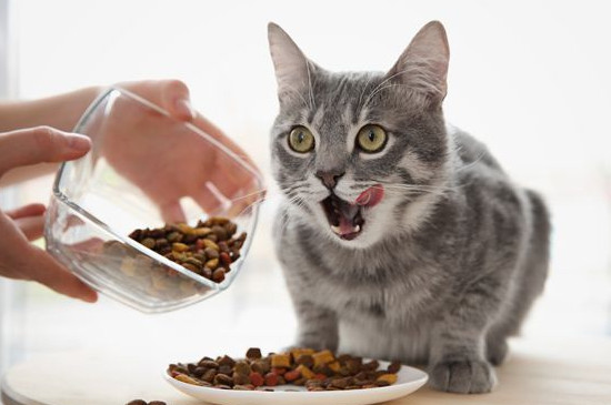 猫咪挑食,吃的特别少怎么办