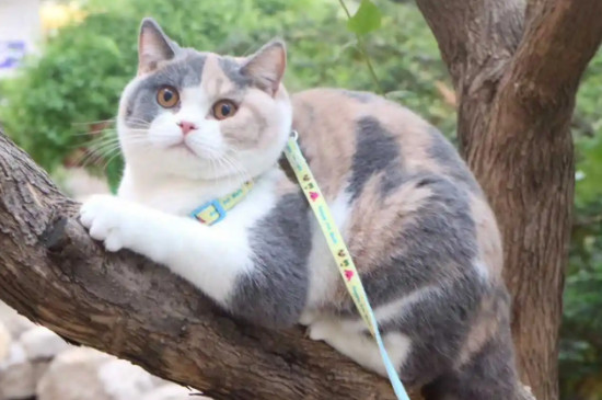 三花猫是什么品种