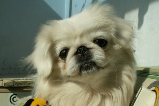 最漂亮的中华田园犬，中国细犬高贵优雅且速度堪比猎豹