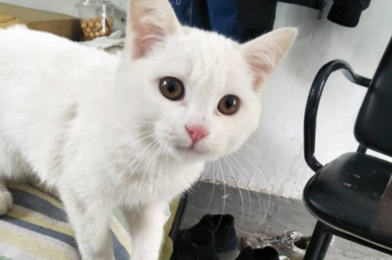 猫瘟试纸怎么用