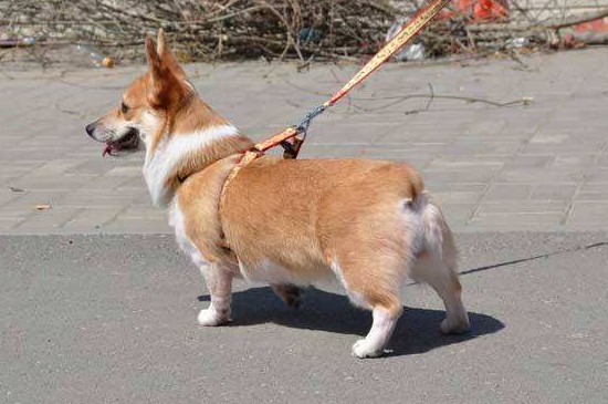 柯基犬好养吗，比较好养但有3个注意事项