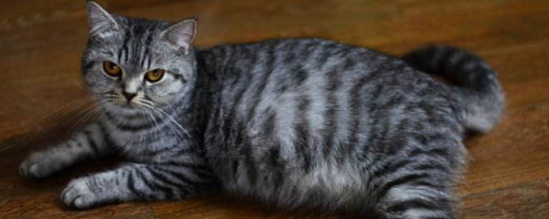 猫咪肚子大还硬硬的