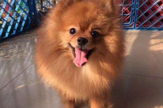 博美幼犬怎么养
