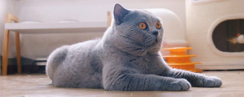 英短猫什么时候成年