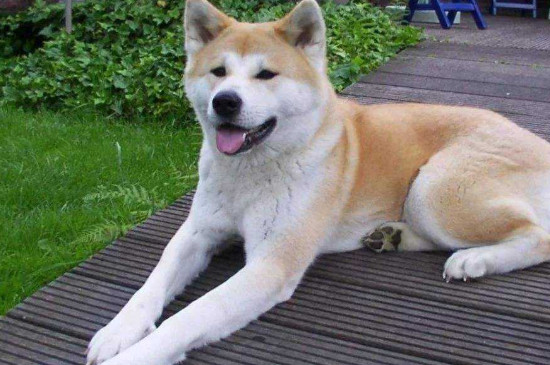 狗为什么忠诚