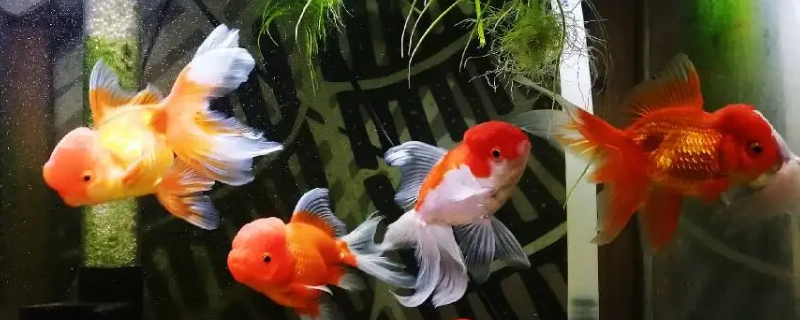 鱼食喂多了会撑死吗