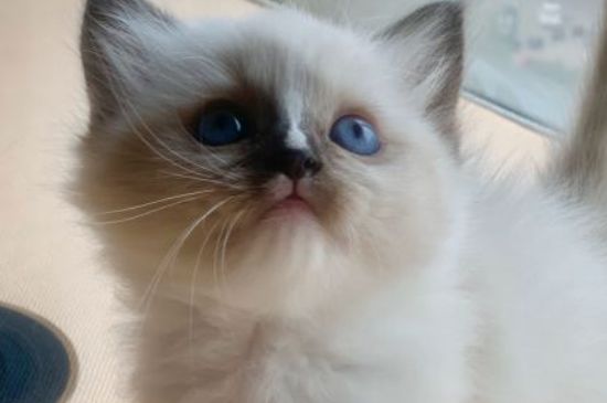 猫会笑吗