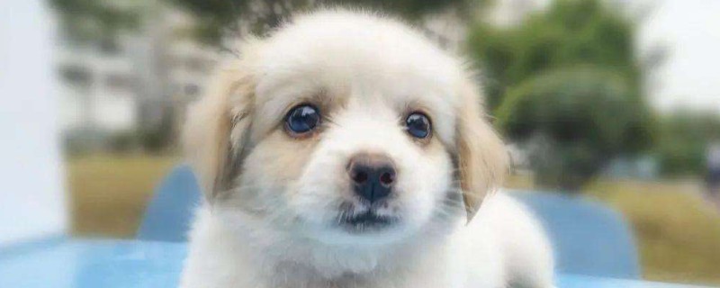 狗会明白自己被抛弃吗
