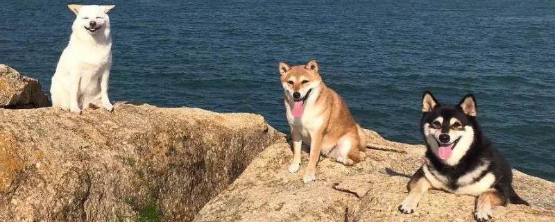 柴犬能吃米饭吗