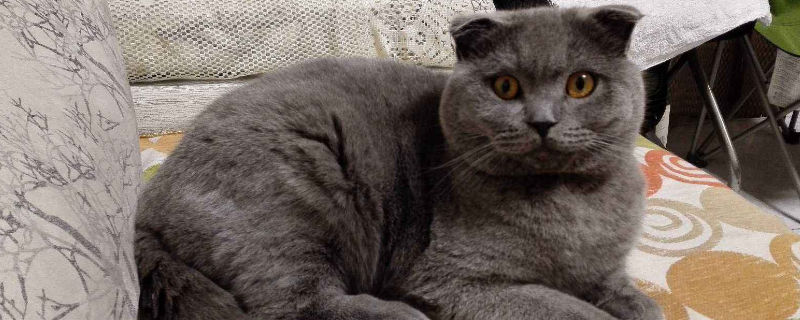 折耳蓝猫为什么不能养