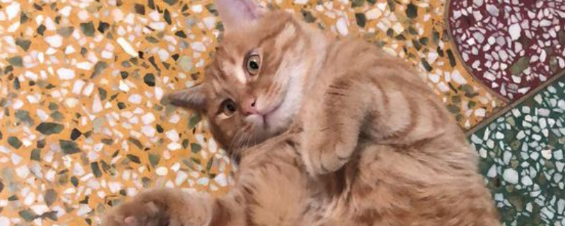 猫咪大便成形但带血