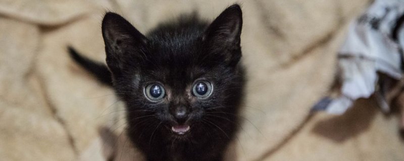 猫粘人是什么征兆