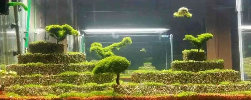 鱼池水浑浊怎么变清