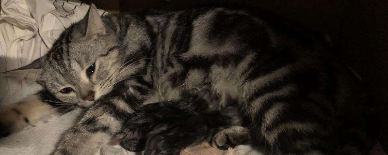 猫咪生产过程要多久