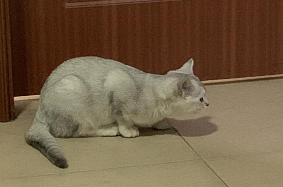 猫咪可以吃薯片吗