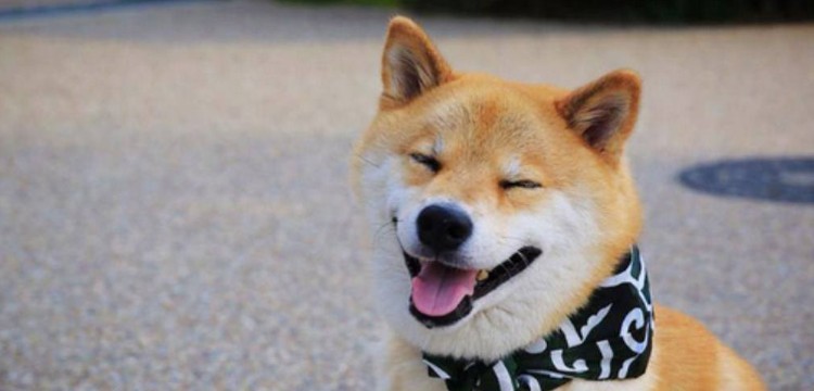 日本柴犬智商高吗，智商排名第79相当于三四岁小孩