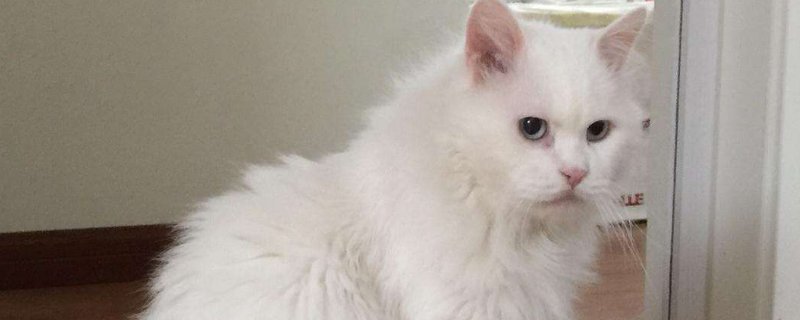 猫有寄生虫的症状