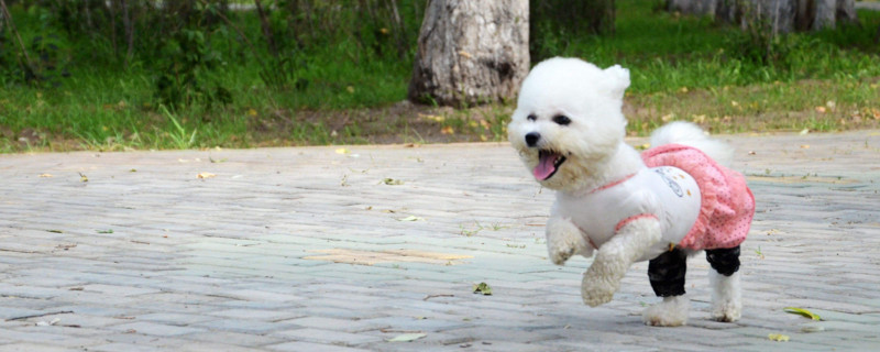 比熊幼犬粮吃到几个月