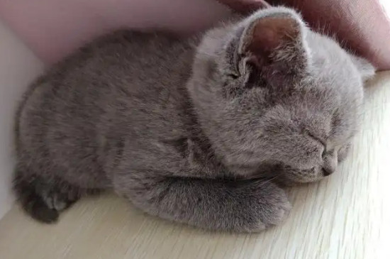 猫咪嘴里流粘液是怎么回事