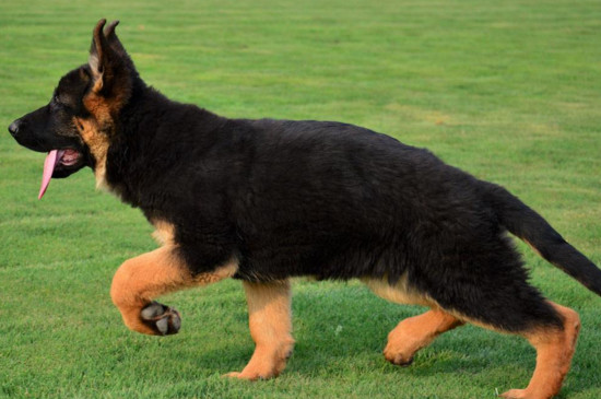 如何挑选德牧幼犬