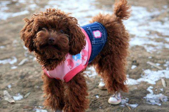 泰迪幼犬什么时候剪毛